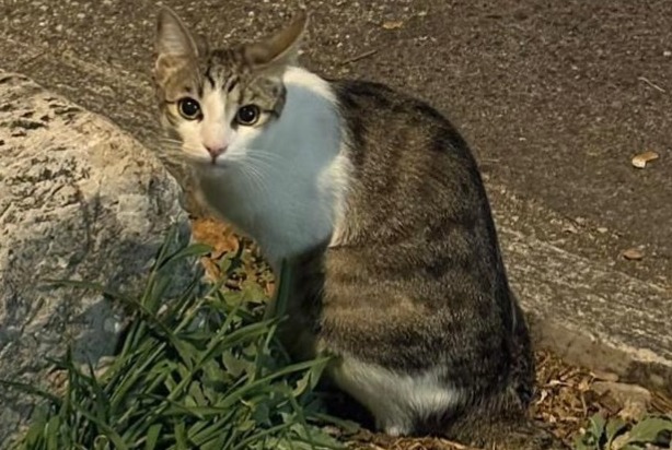 Fundmeldung Katze Unbekannt Lancy Schweiz Fundmeldung Katze Unbekannt Lancy Schweiz