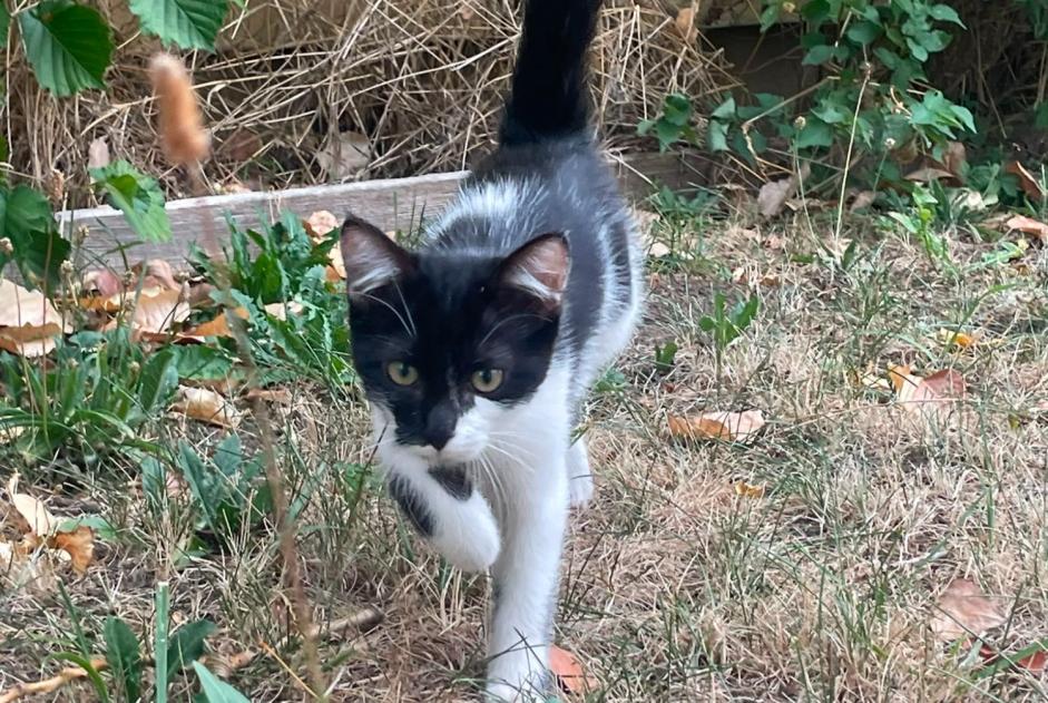 Fundmeldung Katze Weiblich Delémont Schweiz Fundmeldung Katze Weiblich Delémont Schweiz