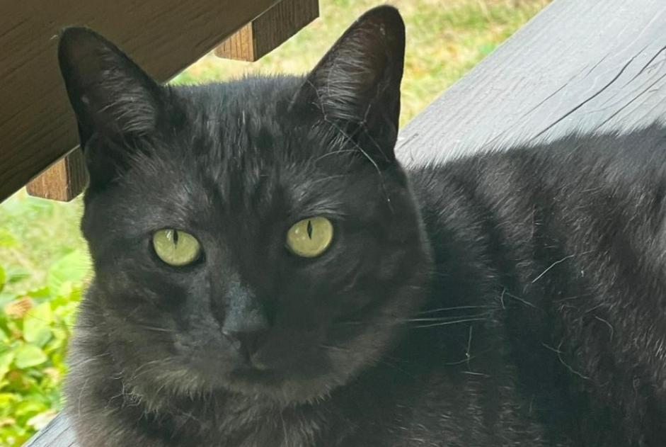 Vermisstmeldung Katze  Männliche , 10 jahre Laconnex Schweiz