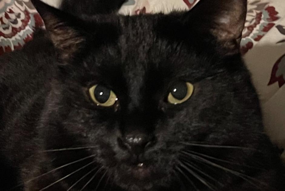 Vermisstmeldung Katze Männliche , 18 jahre Founex Schweiz