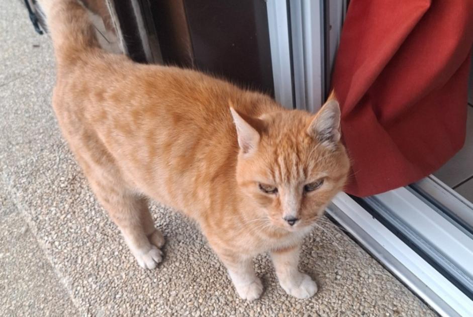 Discovery alert Cat miscegenation Male Grolley-Ponthaux Switzerland