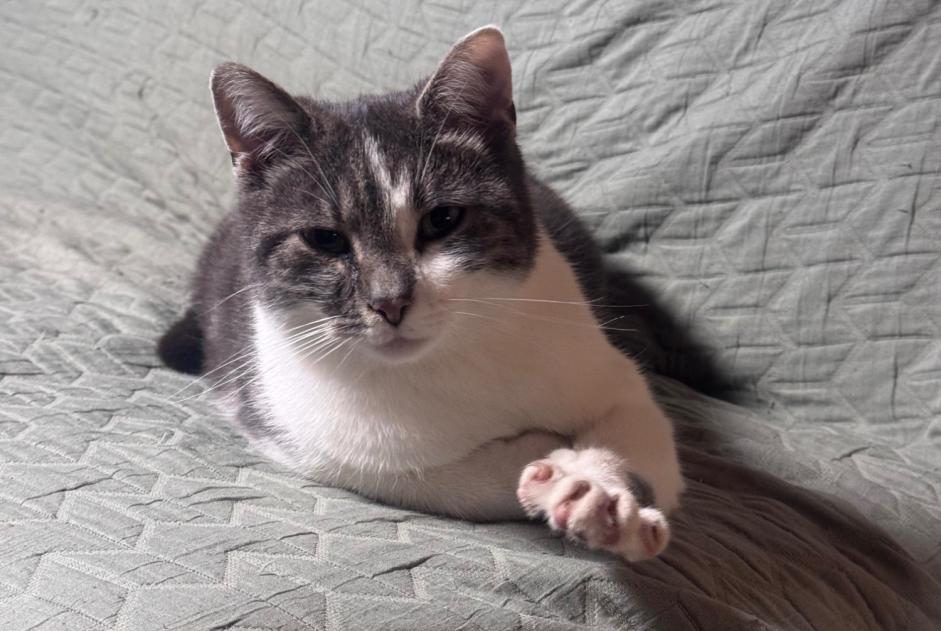 Disappearance alert Cat miscegenation Female , 2 years Zweisimmen Switzerland Disappearance alert Cat miscegenation Female , 2 years Zweisimmen Switzerland