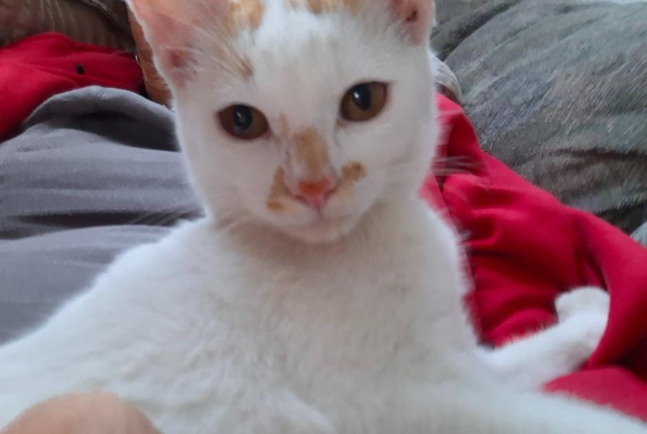 Disappearance alert Cat Male , 0 years Martigny-Combe Switzerland