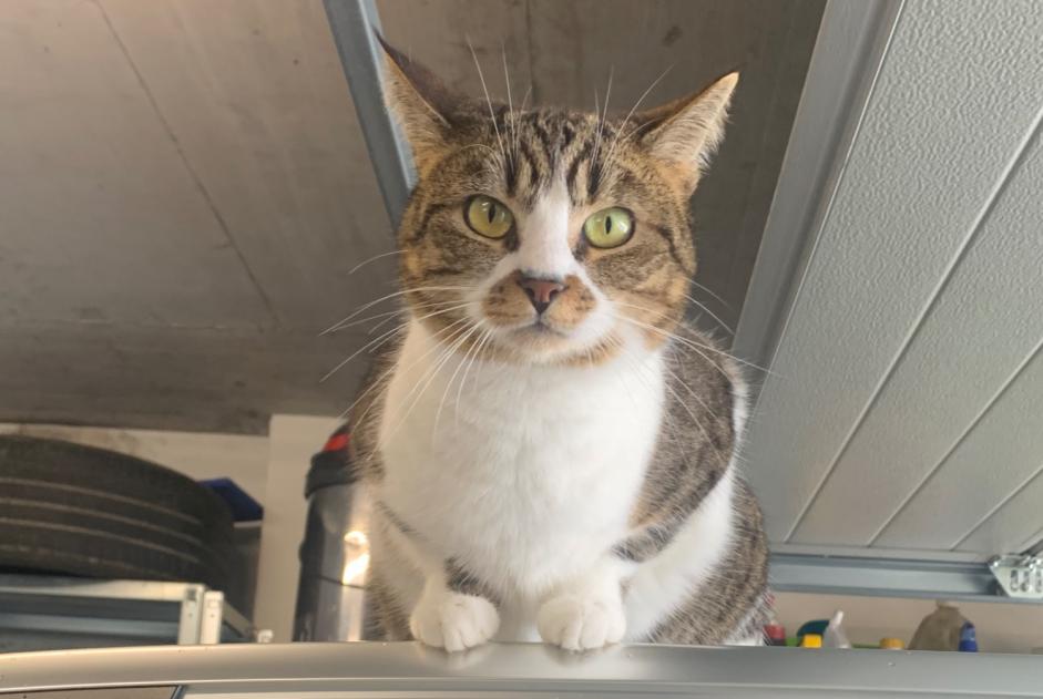 Alerta de Desaparición Gato cruce Hembra , 6 años Grolley-Ponthaux Suiza Alerta de Desaparición Gato cruce Hembra , 6 años Grolley-Ponthaux Suiza