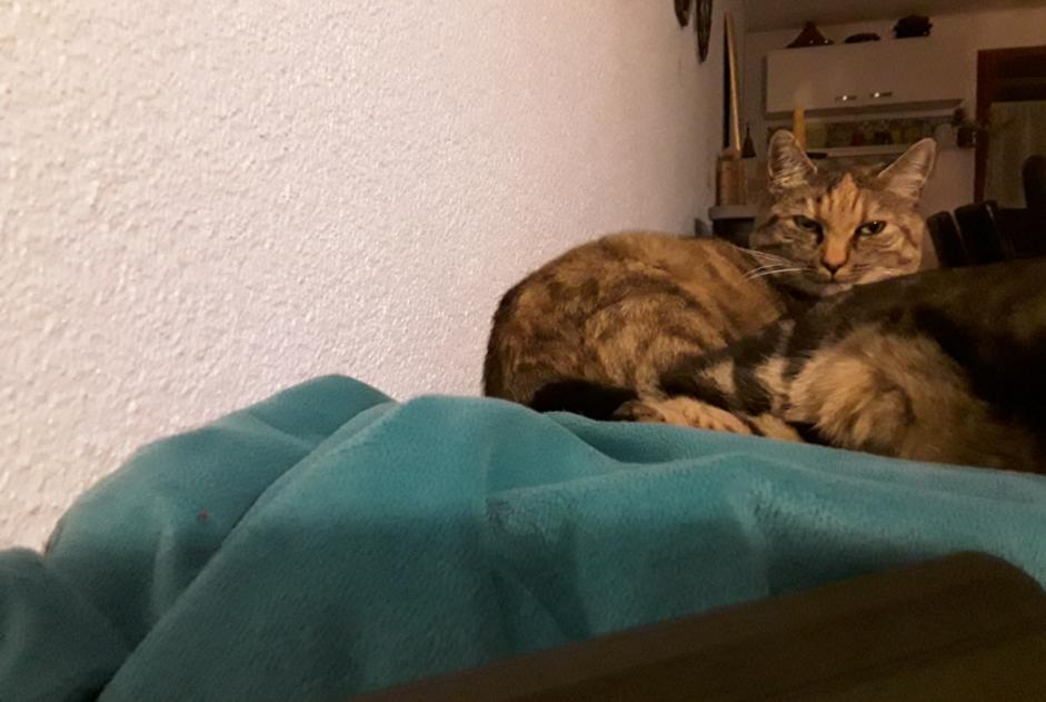Alerta de Desaparición Gato Macho , 12 años Belfaux Suiza