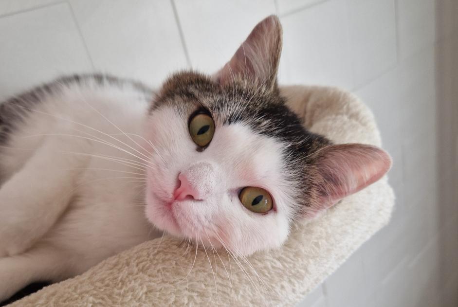 Alerta de Desaparición Gato cruce Macho , 1 años Neyruz Suiza Alerta de Desaparición Gato cruce Macho , 1 años Neyruz Suiza