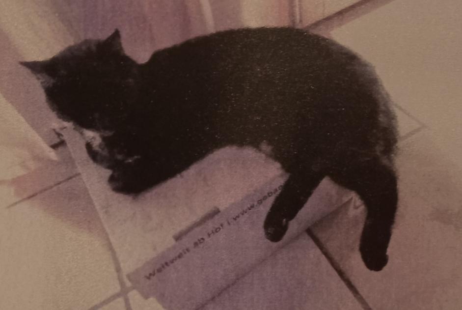 Alerta de Desaparición Gato Hembra , 55 años Chur Suiza Alerta de Desaparición Gato Hembra , 55 años Chur Suiza