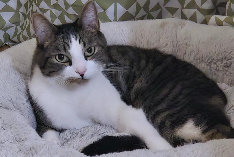 Alerta de Desaparición Gato Macho , 4 años Monthey Suiza Alerta de Desaparición Gato Macho , 4 años Monthey Suiza
