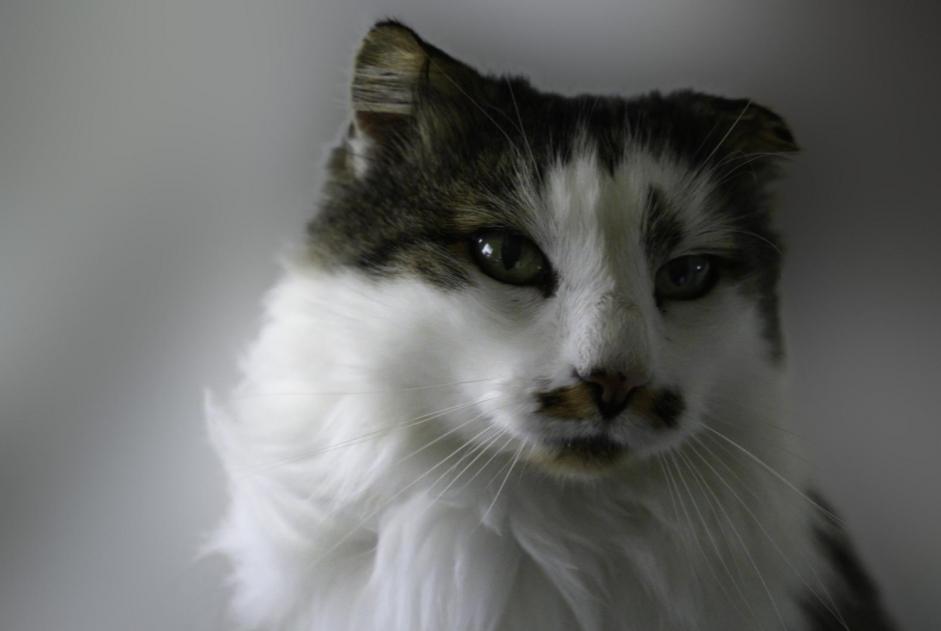 Alerte Disparition Chat croisement Mâle , 16 ans Cugy Suisse