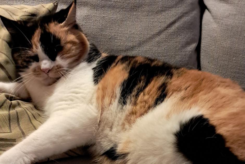 Alerte Disparition Chat croisement Femelle , 4 ans Châtel-Saint-Denis Suisse