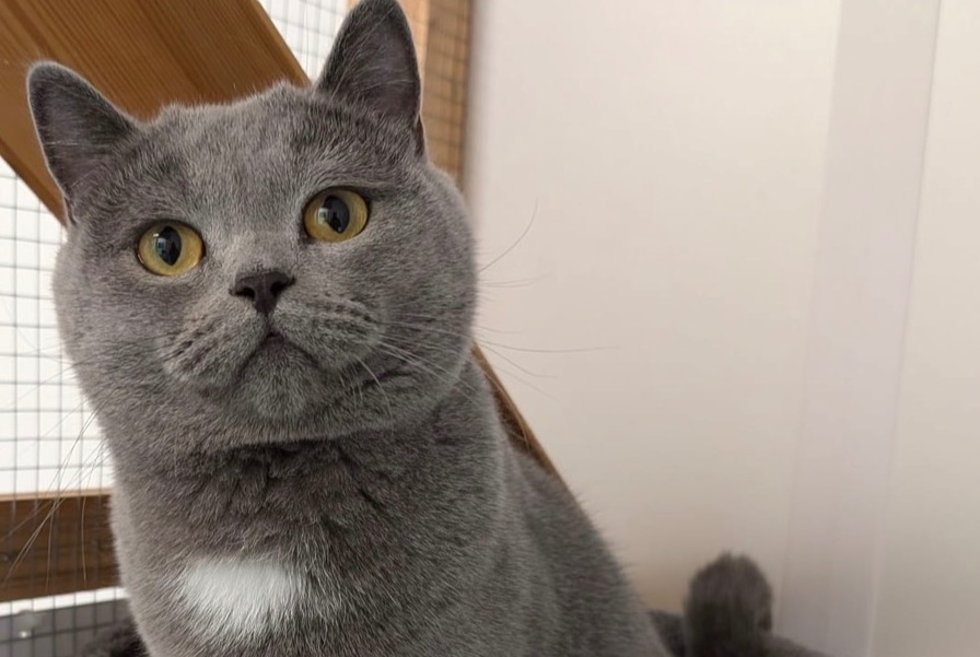 Alerte Disparition Chat Mâle , 2 ans Genève Suisse Alerte Disparition Chat Mâle , 2 ans Genève Suisse