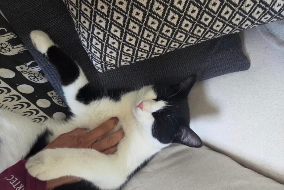 Alerte Disparition Chat Mâle , 1 ans Fully Suisse Alerte Disparition Chat Mâle , 1 ans Fully Suisse