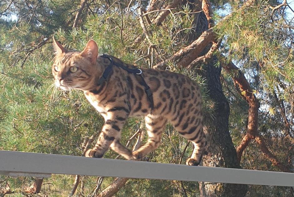 Alerte Disparition Chat  Femelle , 1 ans Longirod Suisse