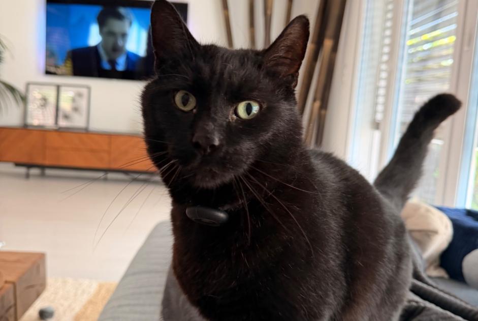 Alerte Disparition Chat croisement Mâle , 8 ans Yverdon-les-Bains Suisse Alerte Disparition Chat croisement Mâle , 8 ans Yverdon-les-Bains Suisse
