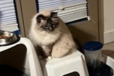 Alerte Disparition Chat Mâle , 11 ans Commugny Suisse Alerte Disparition Chat Mâle , 11 ans Commugny Suisse