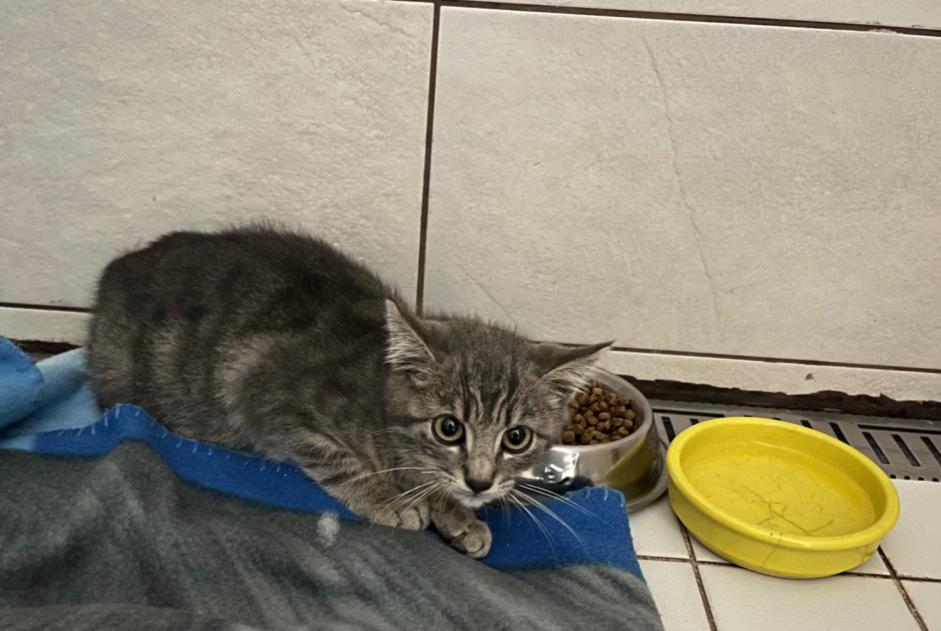 Alerte Découverte Chat  Inconnu Vuisternens-devant-Romont Suisse