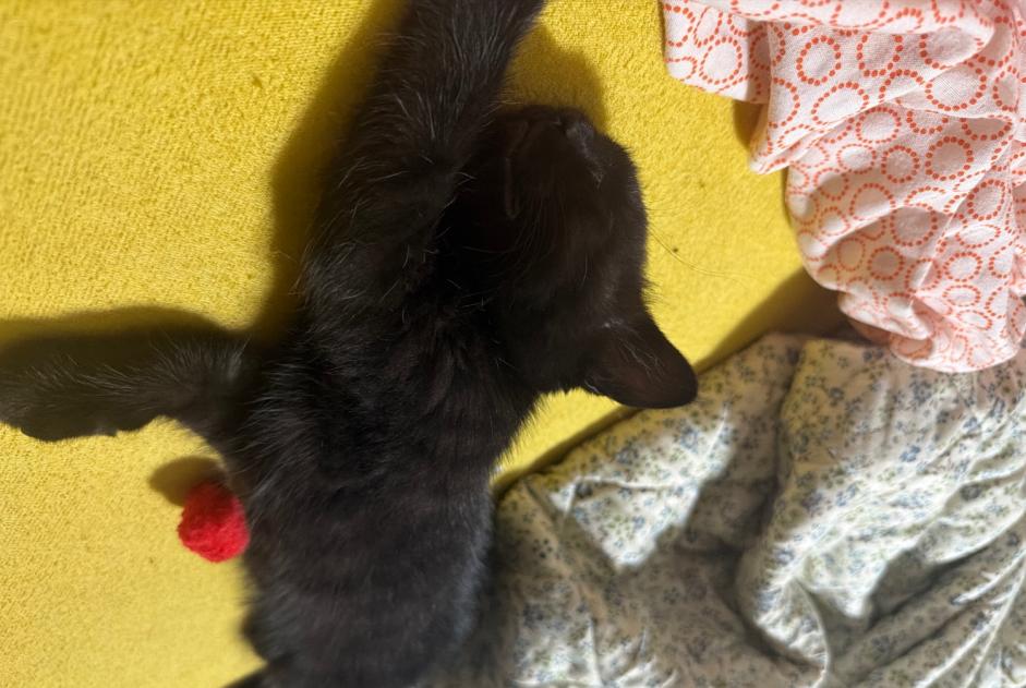 Alerte Découverte Chat Inconnu La Chaux-de-Fonds Suisse Alerte Découverte Chat Inconnu La Chaux-de-Fonds Suisse