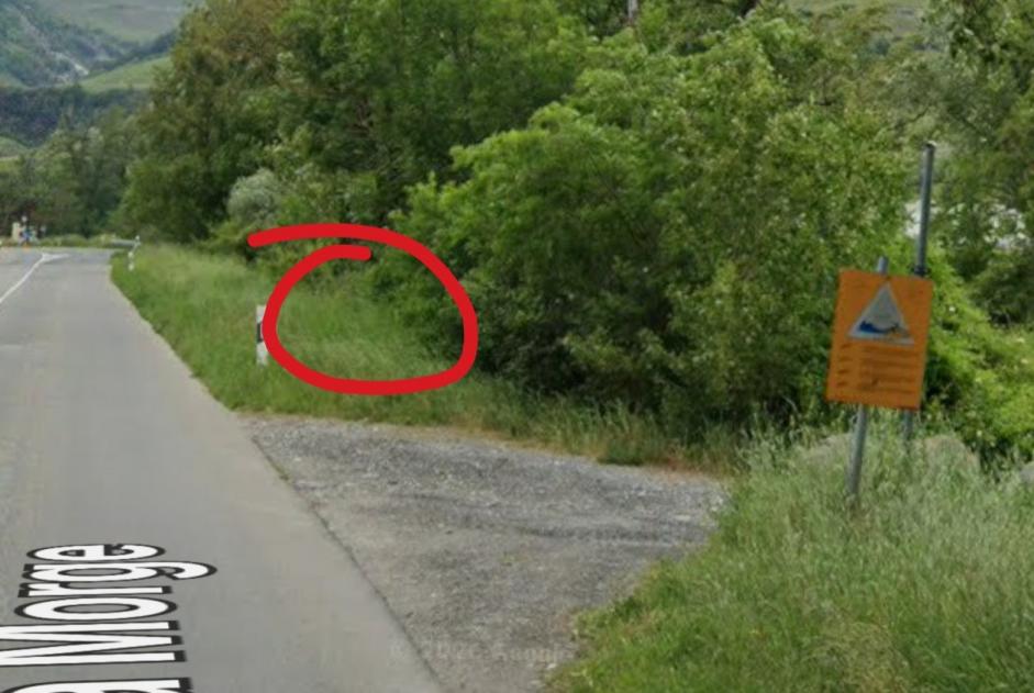 Alerte Découverte Chat Inconnu Conthey Suisse Alerte Découverte Chat Inconnu Conthey Suisse
