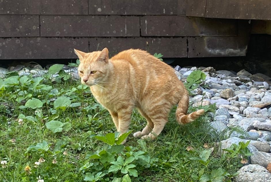 Alerte Découverte Chat Inconnu Sion Suisse Alerte Découverte Chat Inconnu Sion Suisse