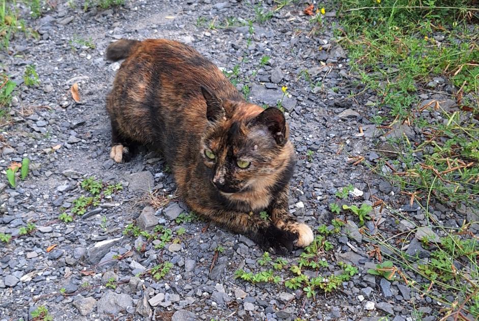 Alerte Découverte Chat croisement Inconnu Massongex Suisse Alerte Découverte Chat croisement Inconnu Massongex Suisse