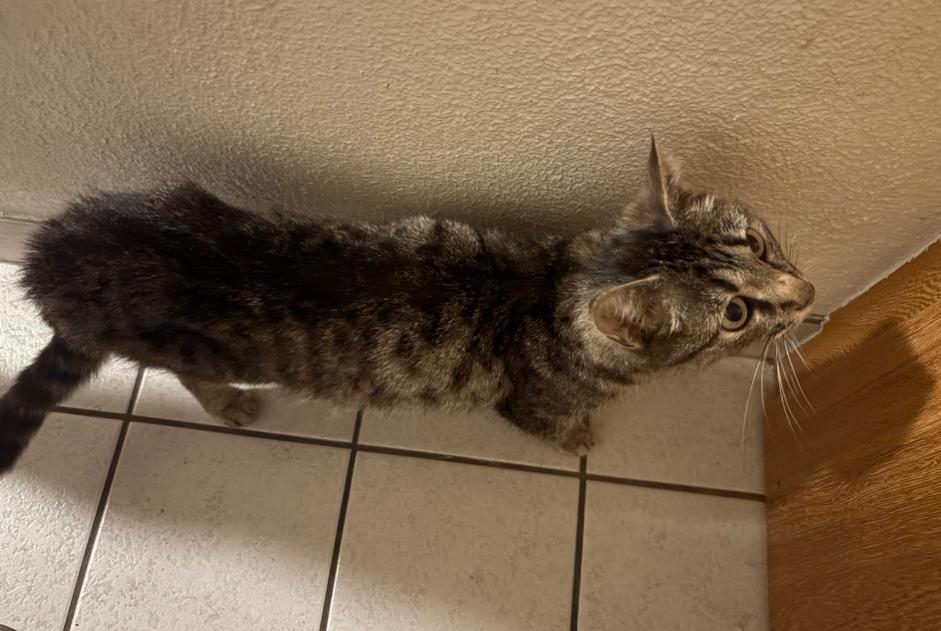 Alerte Découverte Chat Femelle Bussigny Suisse