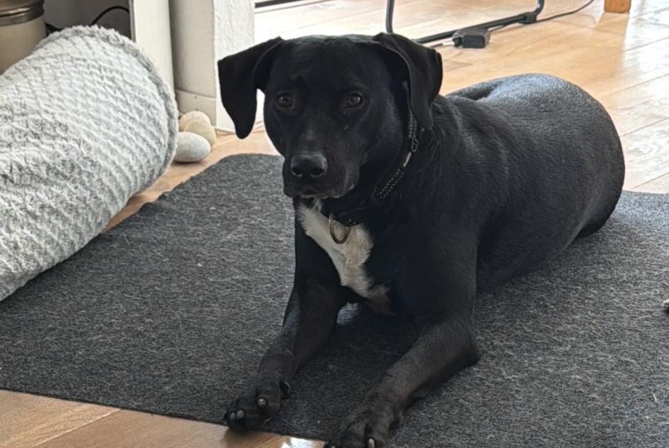 Alerte Découverte Chien croisement Femelle Neuchâtel Suisse Alerte Découverte Chien croisement Femelle Neuchâtel Suisse