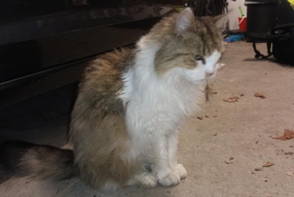 Avviso Ritrovamento Gatto Non conosciuta Orbe Svizzera Avviso Ritrovamento Gatto Non conosciuta Orbe Svizzera