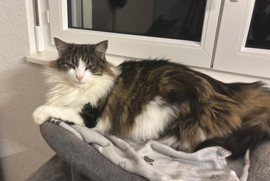 Verdwijningsalarm Kat  Mannetje , 7 jaar Val Terbi Zwitserland