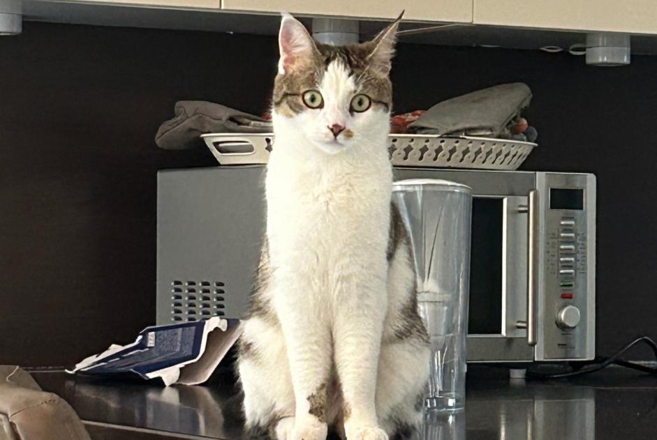 Alerta desaparecimento Gato Fêmea , 2 anos Collonge-Bellerive Switzerland