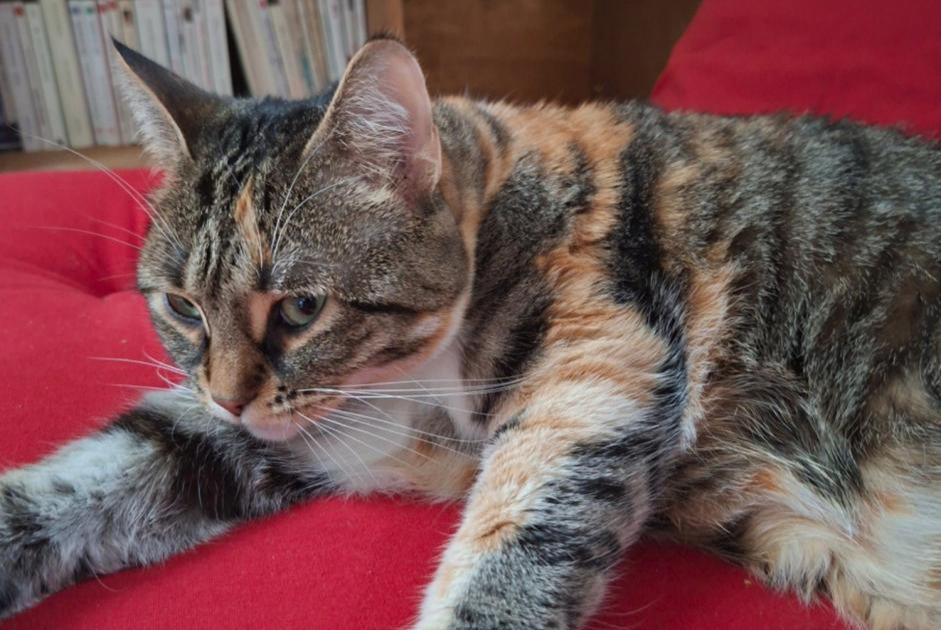 Alerta desaparecimento Gato Fêmea , 3 anos Lancy Switzerland Alerta desaparecimento Gato Fêmea , 3 anos Lancy Switzerland