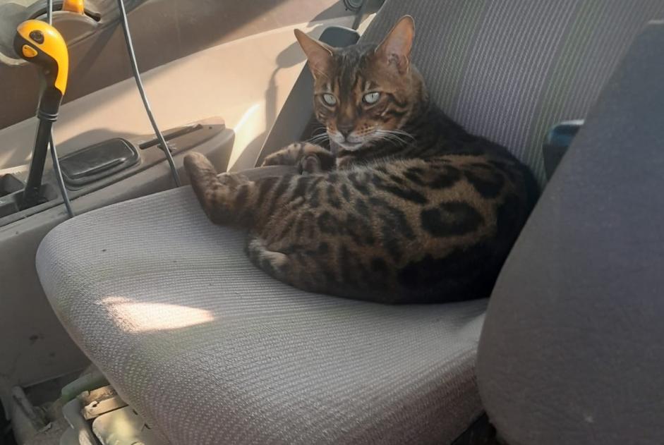 Alerta desaparecimento Gato Macho , 5 anos Hautemorges Switzerland Alerta desaparecimento Gato Macho , 5 anos Hautemorges Switzerland